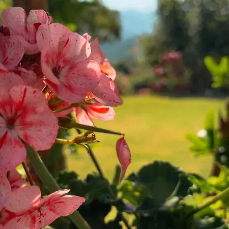 Giacaranda Castellabate